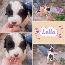 LELLA, Hund, Herdenschutzhund-Mix in Italien - Bild 11