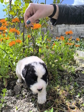 LELLA, Hund, Herdenschutzhund-Mix in Italien - Bild 12