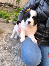 LELLA, Hund, Herdenschutzhund-Mix in Italien - Bild 13