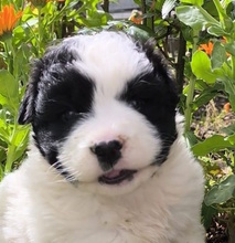 LELLA, Hund, Herdenschutzhund-Mix in Italien - Bild 14
