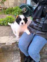 LELLA, Hund, Herdenschutzhund-Mix in Italien - Bild 16