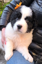 LELLA, Hund, Herdenschutzhund-Mix in Italien - Bild 17