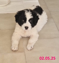LELLA, Hund, Herdenschutzhund-Mix in Italien - Bild 2
