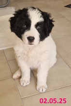LELLA, Hund, Herdenschutzhund-Mix in Italien - Bild 3