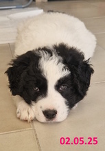 LELLA, Hund, Herdenschutzhund-Mix in Italien - Bild 4