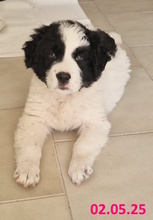 LELLA, Hund, Herdenschutzhund-Mix in Italien - Bild 5