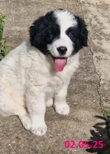 LELLA, Hund, Herdenschutzhund-Mix in Italien - Bild 6