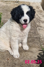 LELLA, Hund, Herdenschutzhund-Mix in Italien - Bild 7