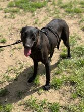 IVY, Hund, Mischlingshund in Ungarn - Bild 1