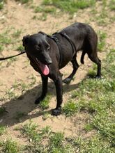 IVY, Hund, Mischlingshund in Ungarn - Bild 4