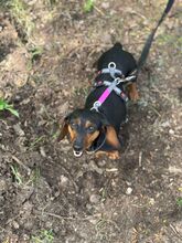 PICUR, Hund, Dackel in Ungarn - Bild 1