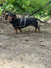 PICUR, Hund, Dackel in Ungarn - Bild 2