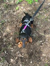 PICUR, Hund, Dackel in Ungarn - Bild 4