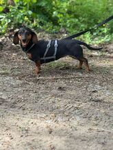 PICUR, Hund, Dackel in Ungarn - Bild 5