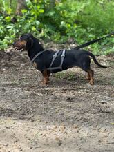 PICUR, Hund, Dackel in Ungarn - Bild 6