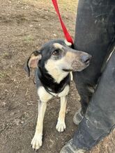 TORVI, Hund, Mischlingshund in Rumänien - Bild 1