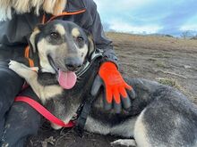TORVI, Hund, Mischlingshund in Rumänien - Bild 2