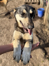 TORVI, Hund, Mischlingshund in Rumänien - Bild 3