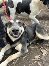 TORVI, Hund, Mischlingshund in Rumänien - Bild 4