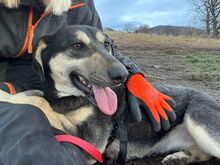 TORVI, Hund, Mischlingshund in Rumänien - Bild 5