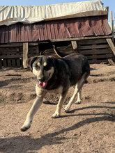 TORVI, Hund, Mischlingshund in Rumänien - Bild 6