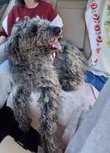 BERT, Hund, Mischlingshund in Rumänien - Bild 1