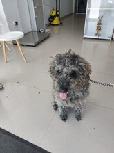 BERT, Hund, Mischlingshund in Rumänien - Bild 2