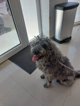 BERT, Hund, Mischlingshund in Rumänien - Bild 3