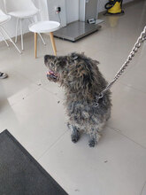 BERT, Hund, Mischlingshund in Rumänien - Bild 4