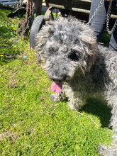 BERT, Hund, Mischlingshund in Rumänien - Bild 6