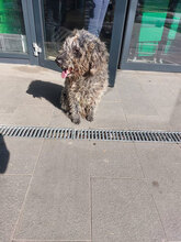 BERT, Hund, Mischlingshund in Rumänien - Bild 7