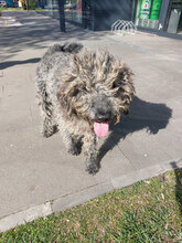 BERT, Hund, Mischlingshund in Rumänien - Bild 8