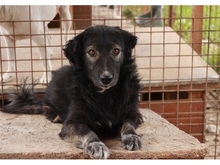 RABEO, Hund, Mischlingshund in Rumänien