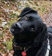 NINO, Hund, Mischlingshund in Breitscheid - Bild 1
