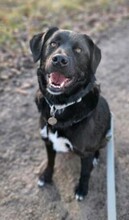 NINO, Hund, Mischlingshund in Breitscheid - Bild 2