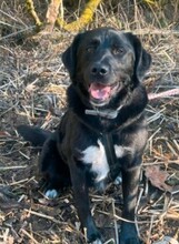 NINO, Hund, Mischlingshund in Breitscheid - Bild 4