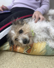 KYA, Hund, Mischlingshund in Rumänien - Bild 10