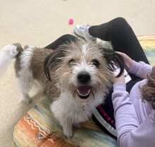 KYA, Hund, Mischlingshund in Rumänien - Bild 12