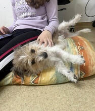 KYA, Hund, Mischlingshund in Rumänien - Bild 14