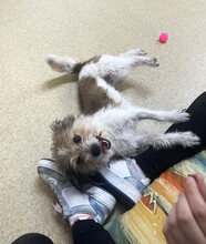 KYA, Hund, Mischlingshund in Rumänien - Bild 15