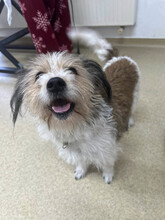 KYA, Hund, Mischlingshund in Rumänien - Bild 16
