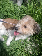 KYA, Hund, Mischlingshund in Rumänien - Bild 17