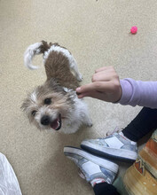 KYA, Hund, Mischlingshund in Rumänien - Bild 19