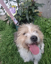 KYA, Hund, Mischlingshund in Rumänien - Bild 20