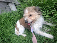 KYA, Hund, Mischlingshund in Rumänien - Bild 5
