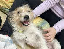 KYA, Hund, Mischlingshund in Rumänien - Bild 7