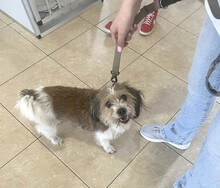 KYA, Hund, Mischlingshund in Rumänien - Bild 8