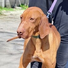 MISI, Hund, Magyar Vizsla in Ungarn - Bild 1