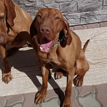 MISI, Hund, Magyar Vizsla in Ungarn - Bild 2