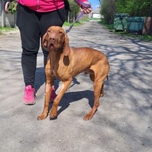 MISI, Hund, Magyar Vizsla in Ungarn - Bild 3
